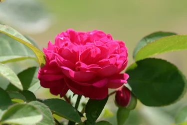 Rosa David Austin de Garsington, 2009
